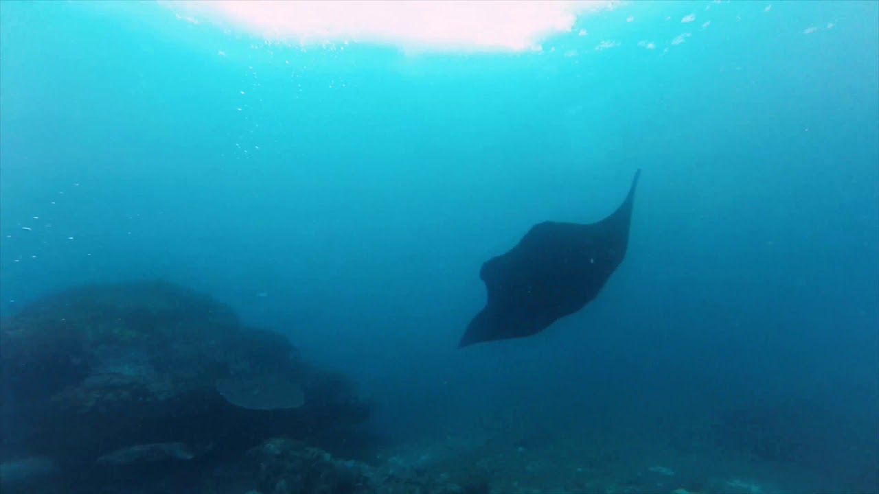 The Wonders of the deep - Raja Ampat