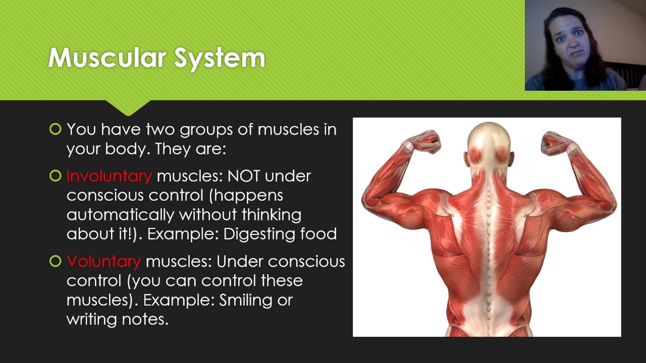 Skeletal And Muscular Systems Video Youtube