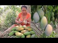 Survival skills in the forest: Find meet Ripe yellow mango for food and Eating delicious