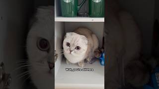 Dont Scroll Dont Scroll kikicutekitty iloveyou dontgo scottishfold fypage relatable