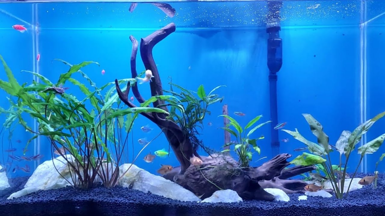 simple planted aquarium - MaxresDefault