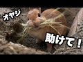 初めての巣作りで、うさぎが家族に助けを求めてきました。