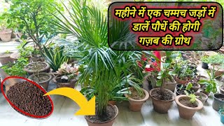 एरिका पाम हमेशा रहेगा हरा भरा ना पत्तियां पीली ना Brown spot !!Areca palm complete care & fertilizer