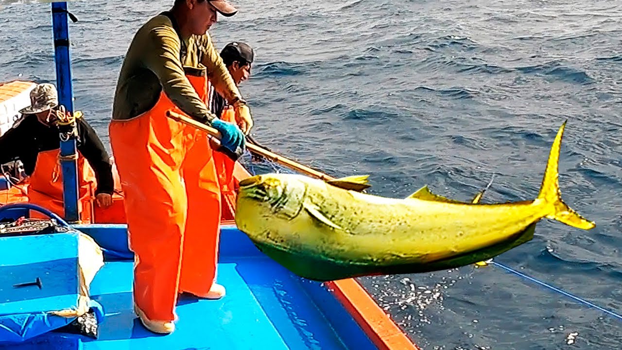 Grabé el momento exacto cuando los mahi mahis gigantes fueron atrapados