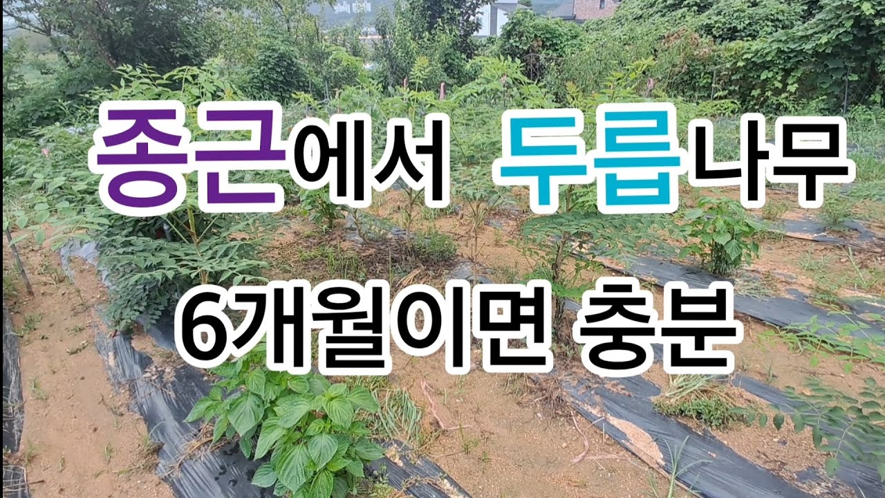 종근으로 두릅밭 만들기