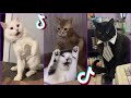 Funniest Cats From TikTok #13