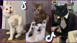 Funniest Cats From TikTok #13