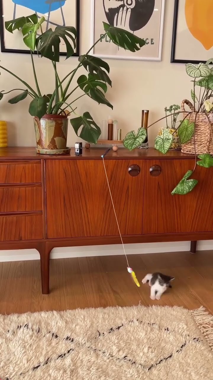 Très drôle le chat