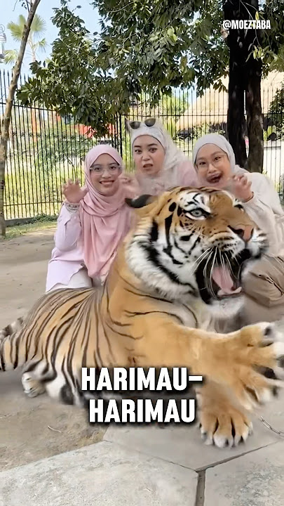 Tigers Don't Like Beautiful Women ❗️#animals #tigers #animals
