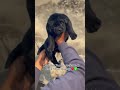 #doglover #cute #labrador #pets #punjab