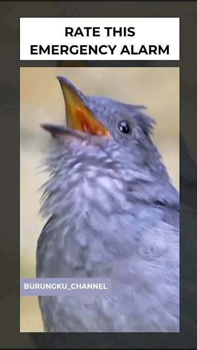 burung screaming piha memiliki suara mirip sirine darurat. #bird #screamingpiha #wildlife #nature