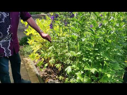 Video: Dzhungarian Monnikskap (plant) - Toepassing En Behandeling Met Monnikskap, Hoe Een Tinctuur Te Bereiden?