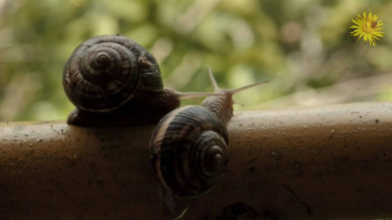 Macedonia Timeless - Temples Video