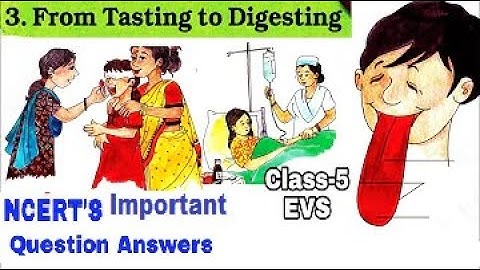 WORKSHEET / From Tasting to Digesting/ Class-5 EVS NCERT Chapter 3 important Questions with answers