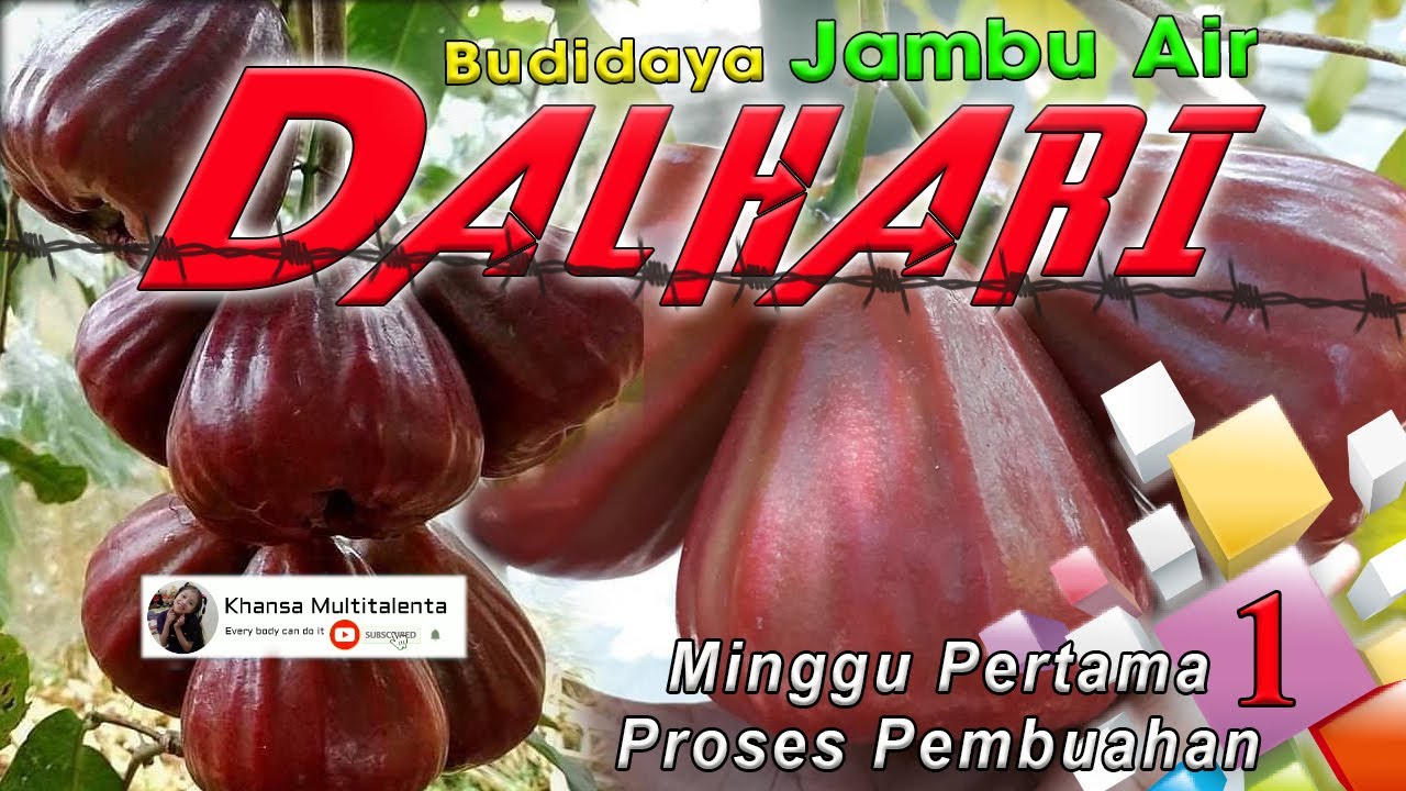 Bunga Pertama || Jambu Air | Dalhari