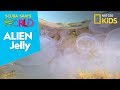 Moon Jellyfish Characteristics and Ecology