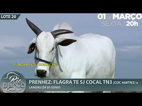 LOTE 20   GENETICA Flagra TN2+TN3+TN5 HRO   HRO 6699 COC 668