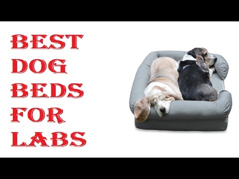 best-dog-beds-for-labs-2020