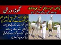 Marwari horse breed in pakistan  husnain stud farm depalpur  ghora darshan  most beautiful horse