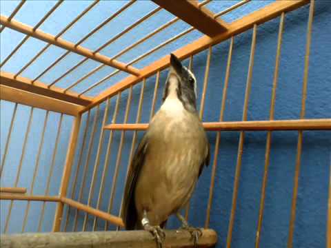 Canto De Pixarro Para Esquentar O Outro Macheado Para Esquentar Seu Trinca Ferro Youtube