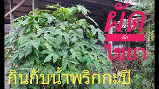 ผัดผักไชยา กินกับน้ำพริกกะปิ #Nanny p. Channel