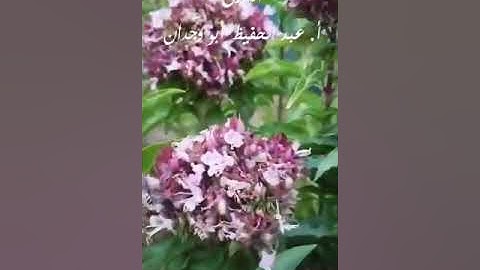 تلاوة ما تيسر من سورة غافر