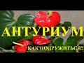 как я подружилась с антуриумом