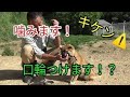 噛む柴犬に口輪つけます！Dog Rescue A&R