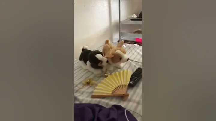 My dog is gone