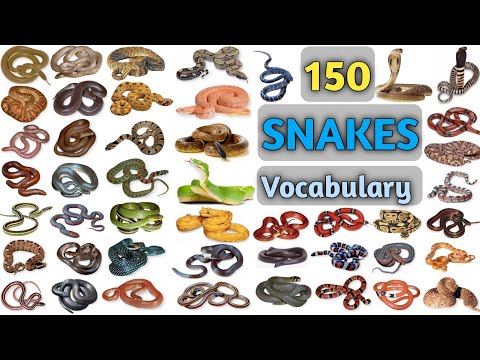 Video: Beautiful snake. Names and descriptions of snakes