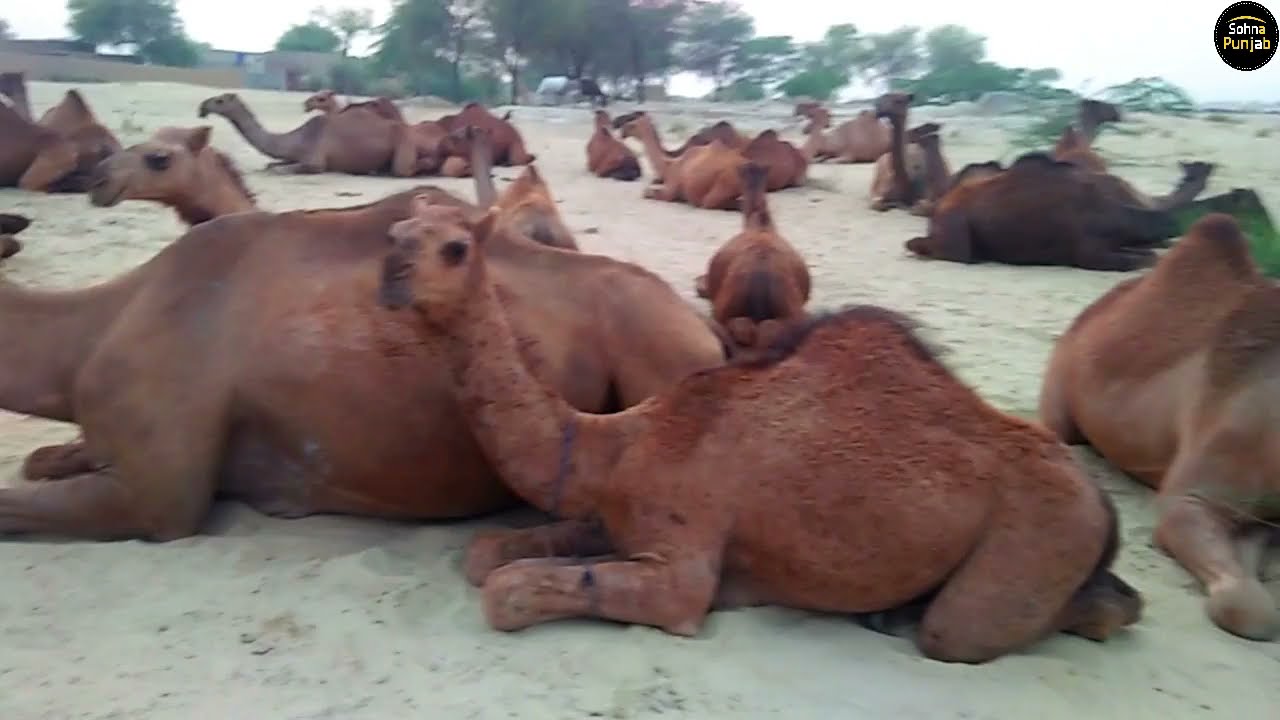 Pakistan Desert Village Life | camels farm in Desert |