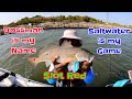 Catching red drum black drum and speckled trout on live shrimp no livescope