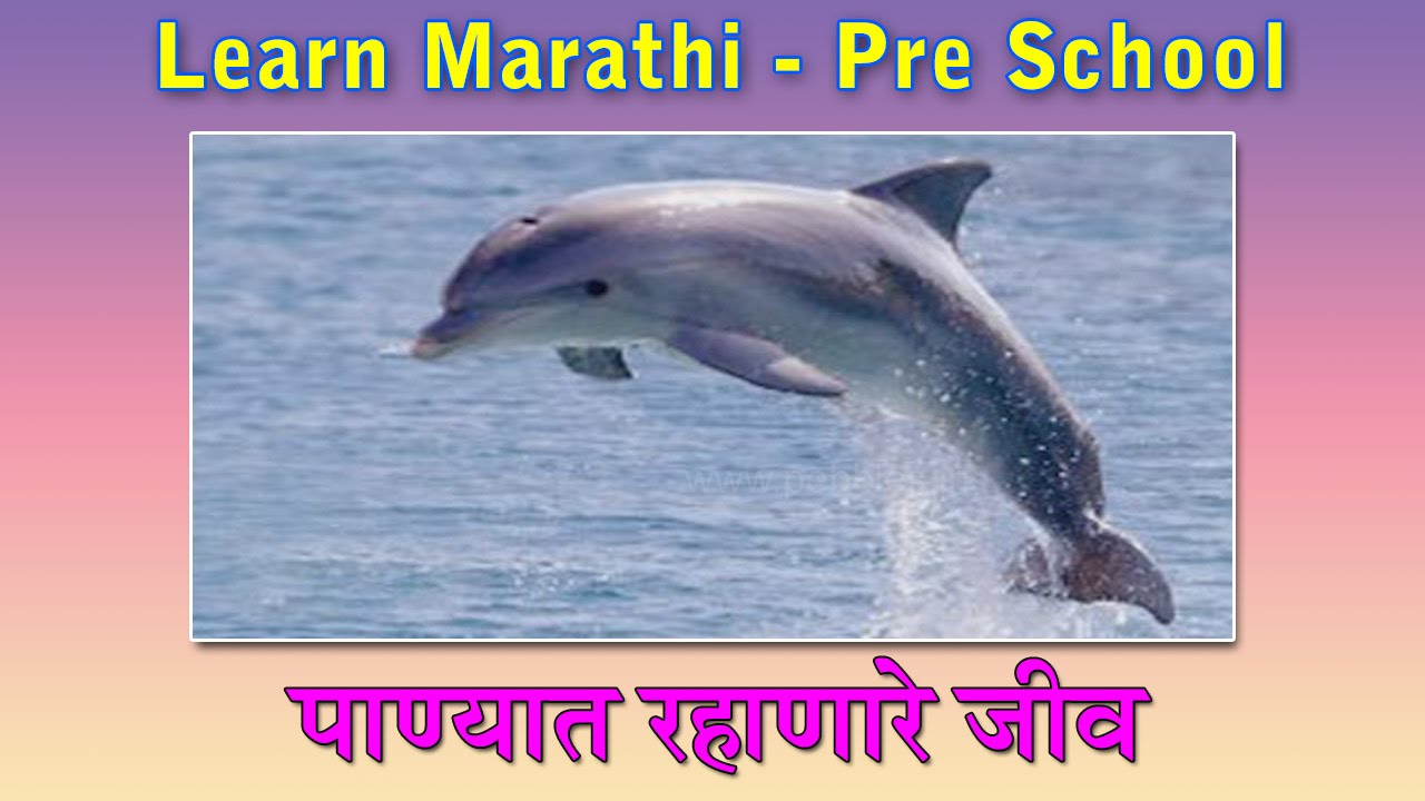 Water Animals In Marathi Learn Marathi For Kids Marathi Grammar Marathi For Beginners Youtube