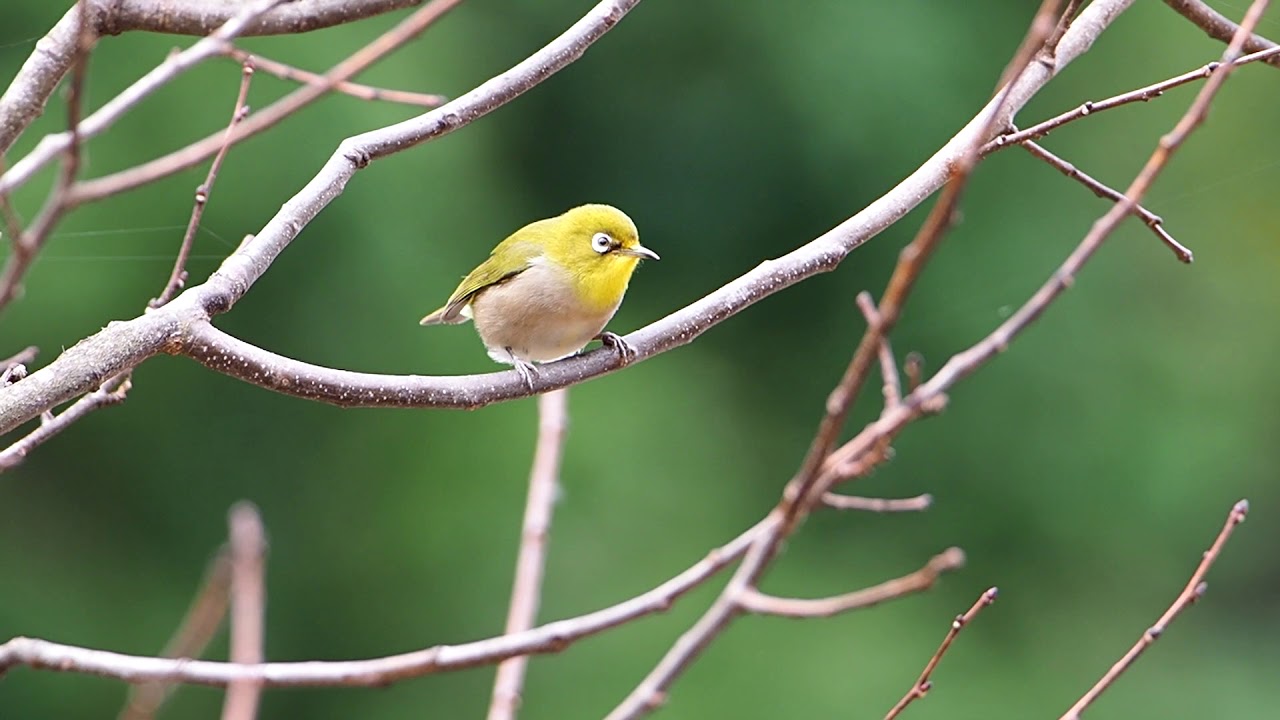 【野鳥】メジロ Japanese White-eye【birdwatching】 