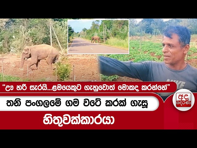 තනි පංගලමේ ගම වටේ කරක් ගැසූ හිතුවක්කාරයා | "ඌ හරි සැරයි...ළමයෙකුට ගැහුවොත් මොකද කරන්නේ" | Ada Derana