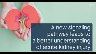 A new signaling pathway links pyroptosis and acute kidney injury after renal I\/R