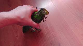 1900's Eberl Hopping Grasshopper