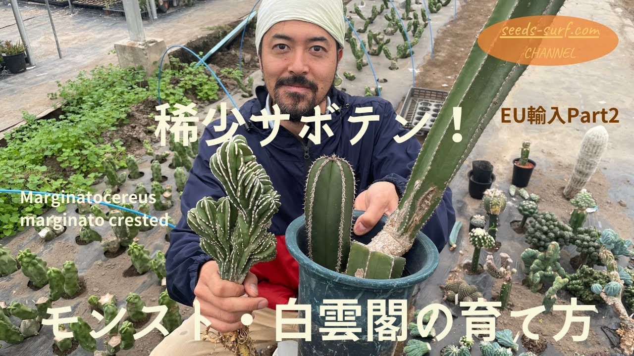 稀少サボテン】モンスト
