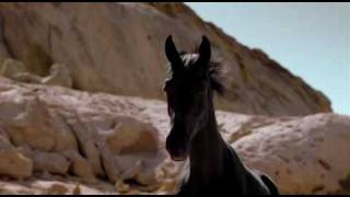 Young Black Stallion - The Rhytm Of The Horses