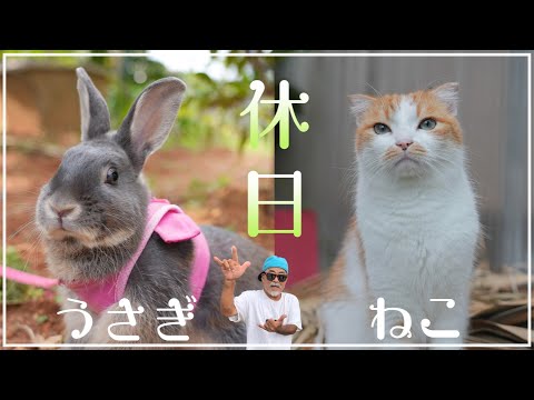 うさぎと猫の休日の朝に密着しました。