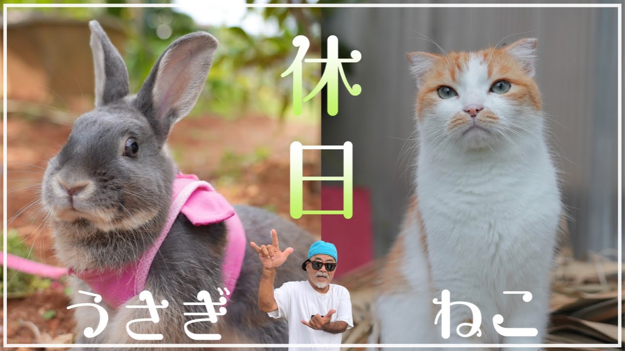 うさぎと猫の休日の朝に密着しました。