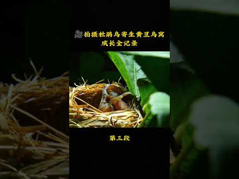全世界最坏的鸟杜鹃鸟系列之二 鸠占鹊巢 刚出不久就开始屠杀小黄豆鸟 独占鸟巢 Youtube 全世界最坏的鸟杜鹃鸟系列之二 鸠占鹊巢 刚出不久就开始屠杀小黄豆鸟 独占鸟巢 Youtube