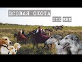 Реконструкция ПСОВОЙ ОХОТЫ 19-го века / Russian hunting with borzois and hounds /4.10.20