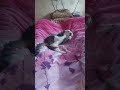 #Ефросинья #Фроська #Фроська #котик #кошки #котята #котенок