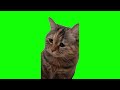 Green screen sad meowing cat meme