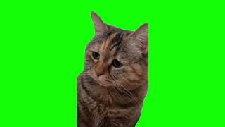 Green Screen Sad Meowing Cat Meme