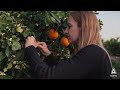 Lucía Bailén y Klartan® EW: control riguroso del trips en cítricos 🍊🛡️