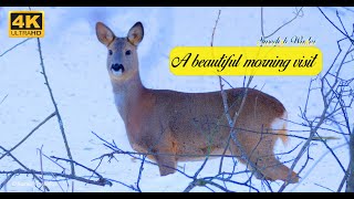 A beautiful morning visit from a deer| Swedish winter 4K