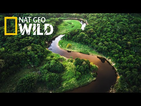 Дикая Амазонка / Колыбель жизни / National Geographic / Документальный фильм 2023