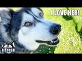 Talking Husky Says Hello to His Vet! He Loves Her!